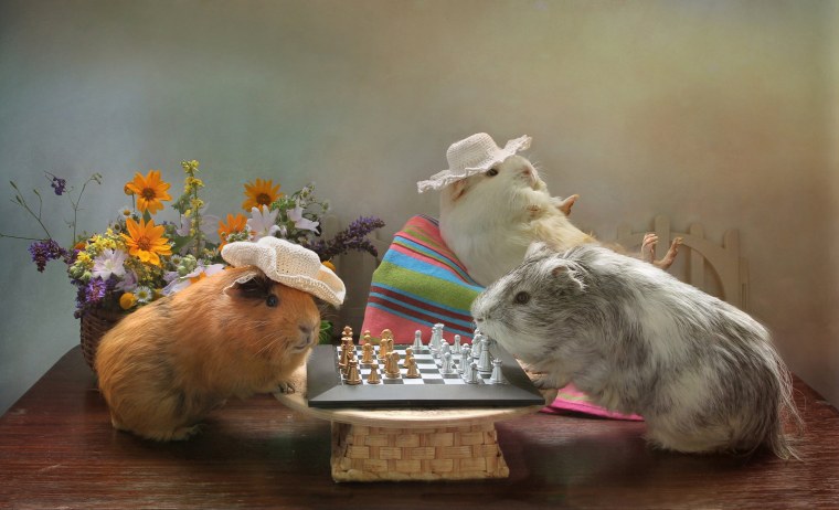 Много морских свинок