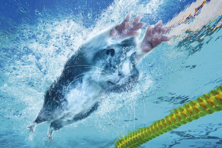 Качели для хомяка