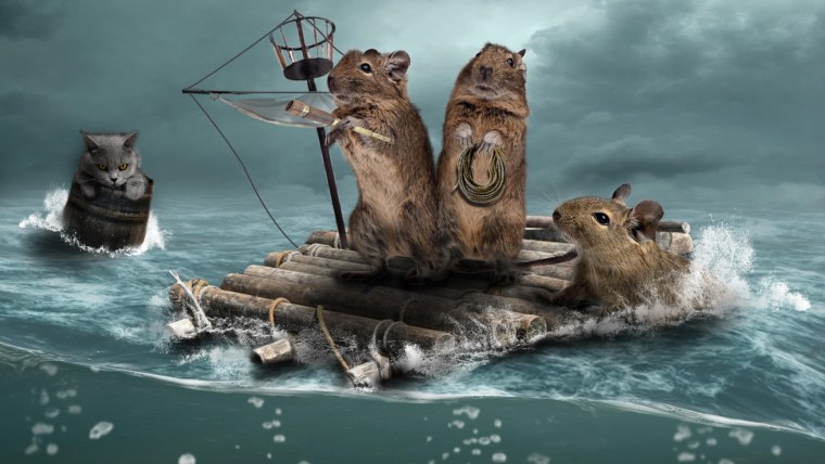 Ежик в отпуске