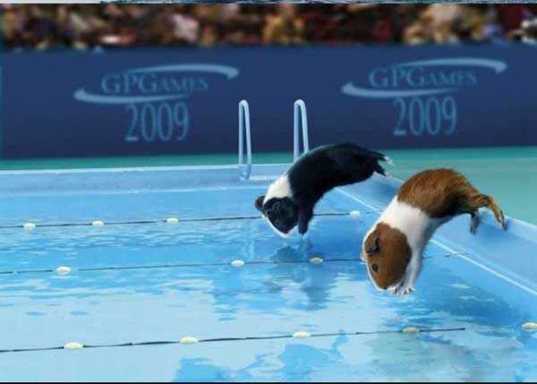 Забавные хомячки