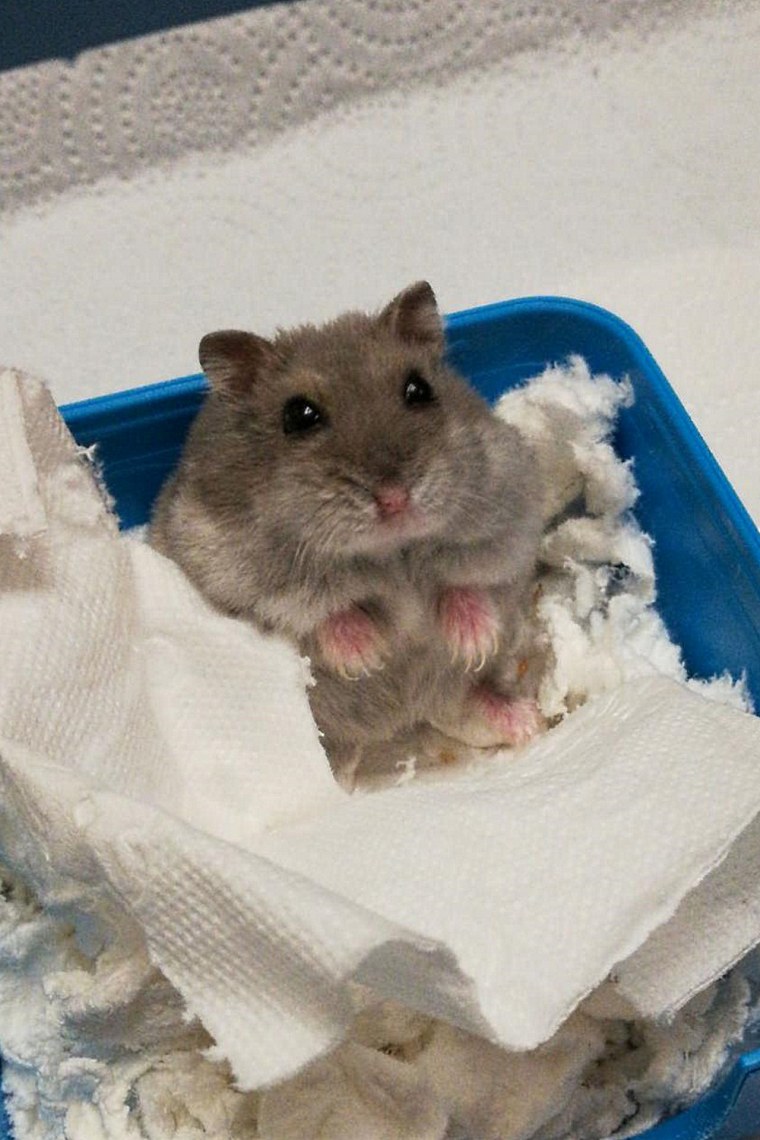 День хомяка