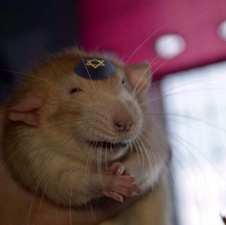 Крапчатая морская Свинка