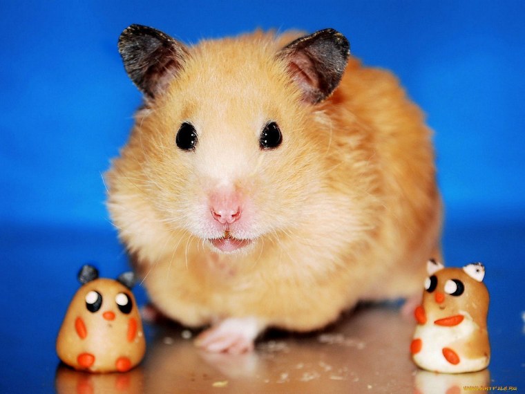 Хомяк за столом