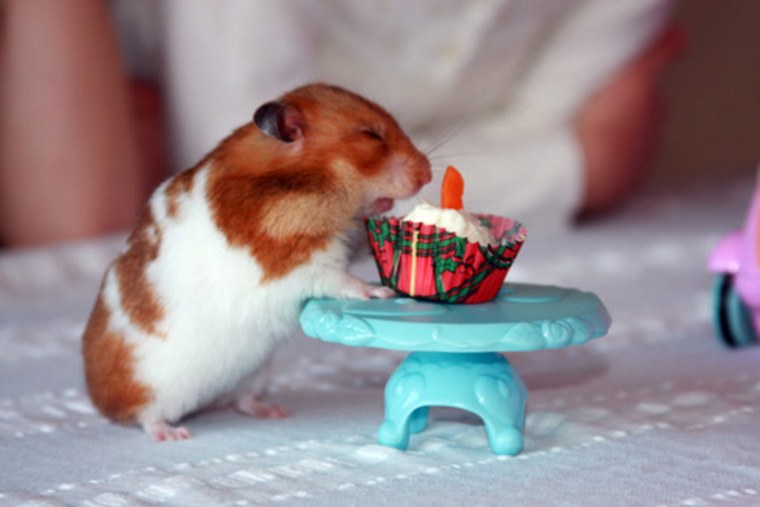 Хомяк на лодке