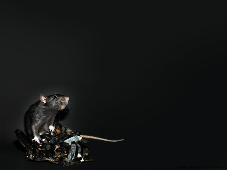 Крыски декоративные новый год