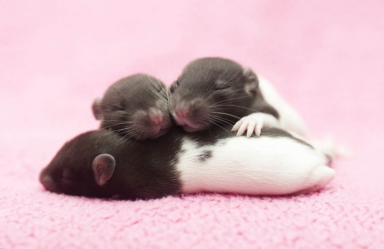 Белые и черные крысы мыши