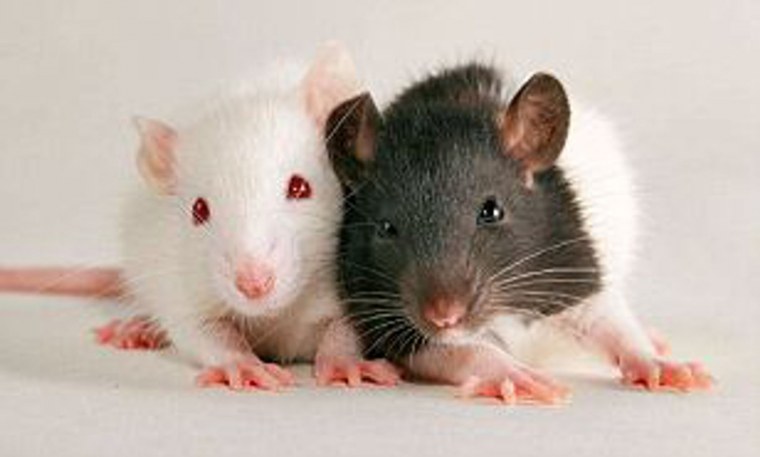 Крыса Лонг Эванс