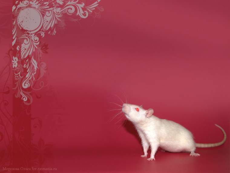 Милые крыски обнимаются