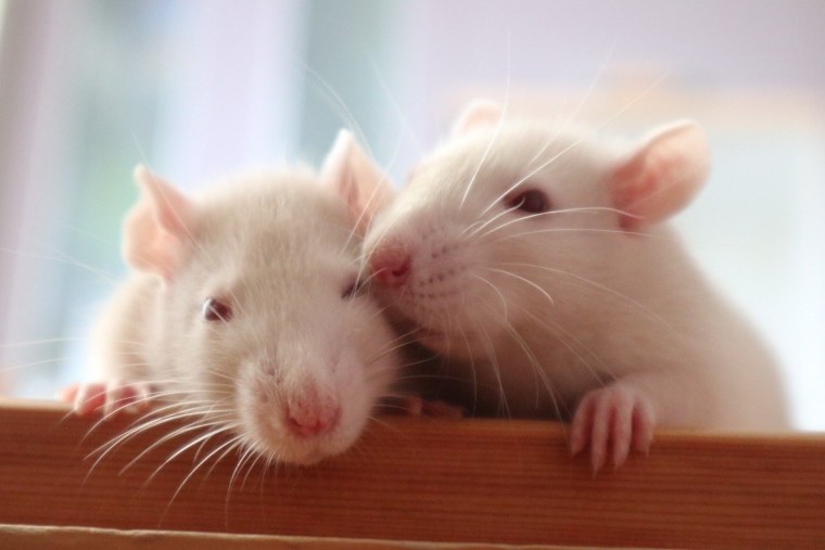 Пуховая крыса