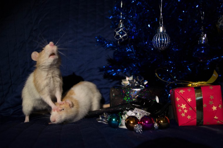 Милые крыски