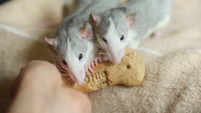 Красивые крысы