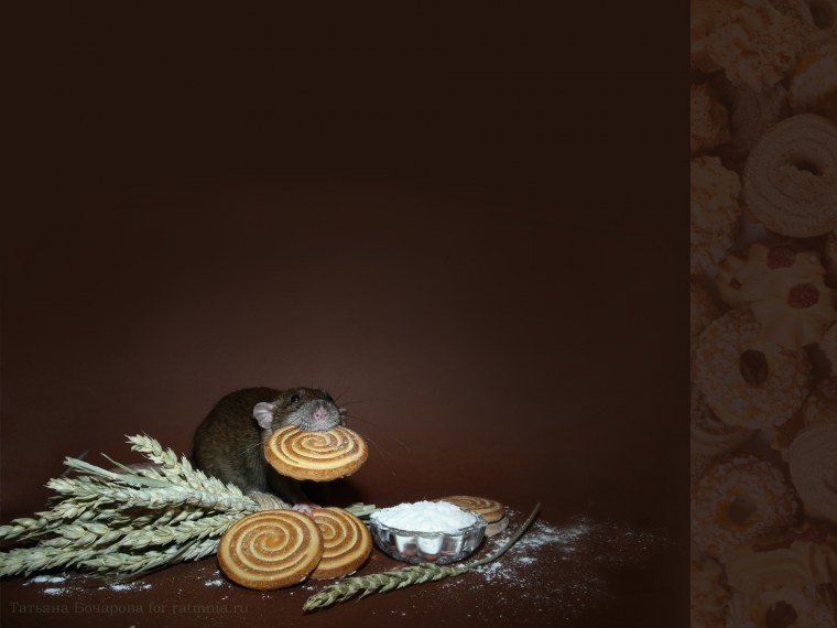 Обои с крысами