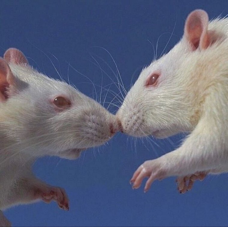 Крысы Эстетика