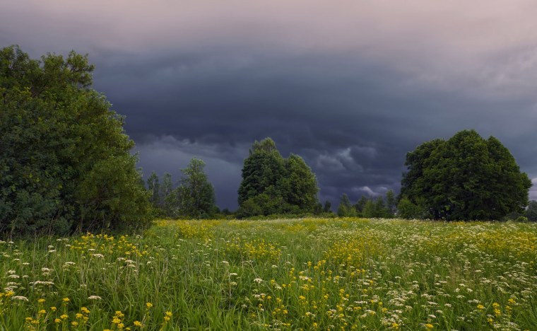 Пасмурный луг