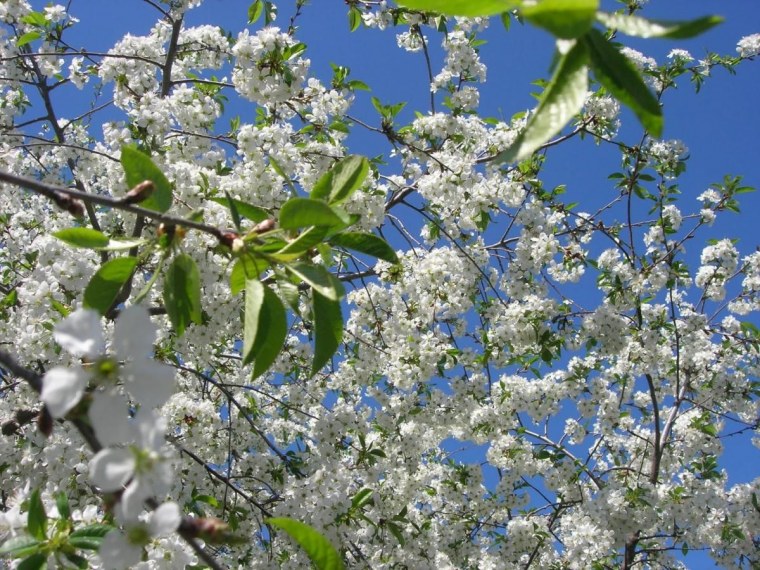 Май природа