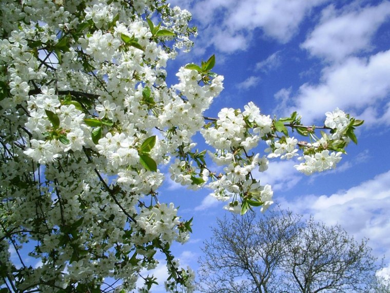 Природа в мае