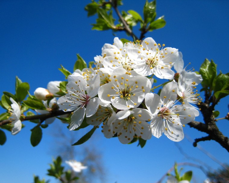 Весна цветы яблони