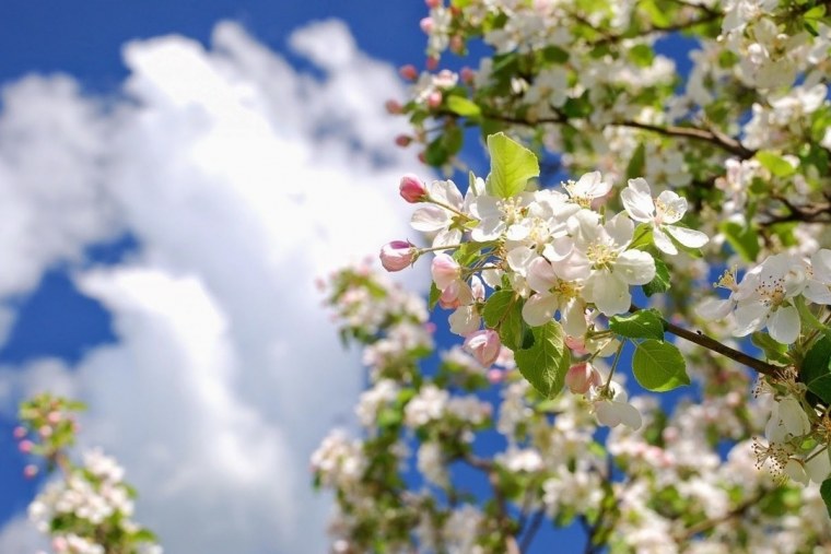 Яблони в цвету