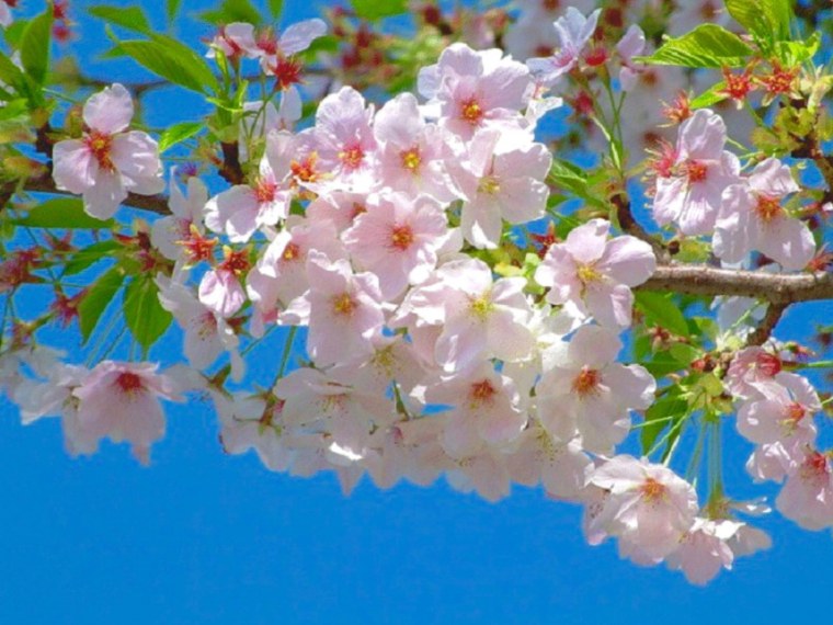 Цветущий май