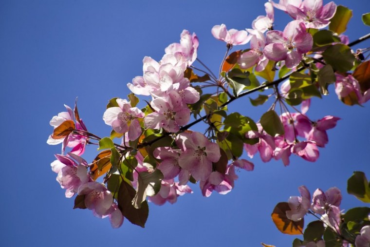 Май природа