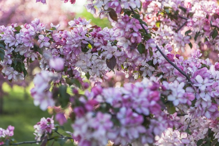 Цветущий май