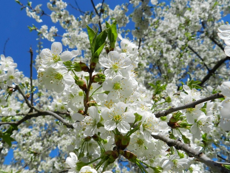 Май природа