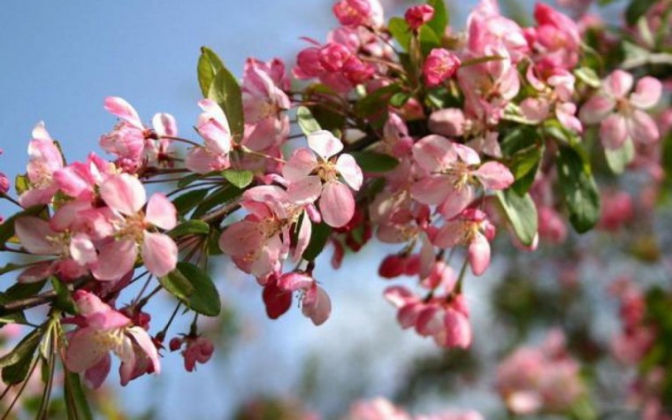 Фотографии весны май