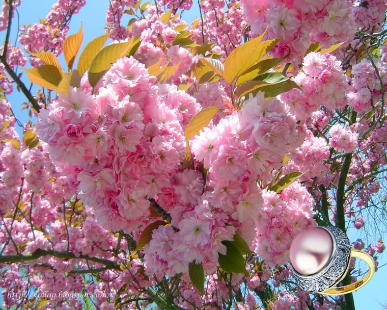 Сирень и Сакура