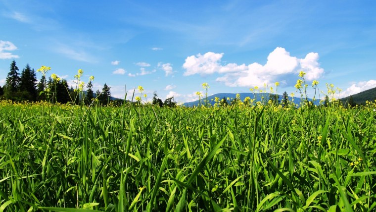 Август колосья