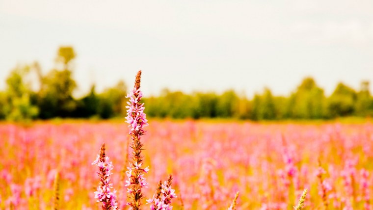 Картинки на рабочий стол лето