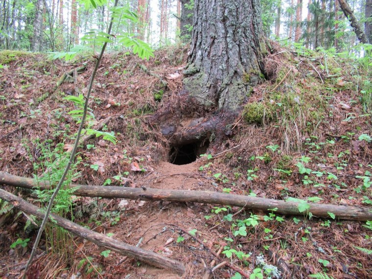 Нора лисы Лисья Нора