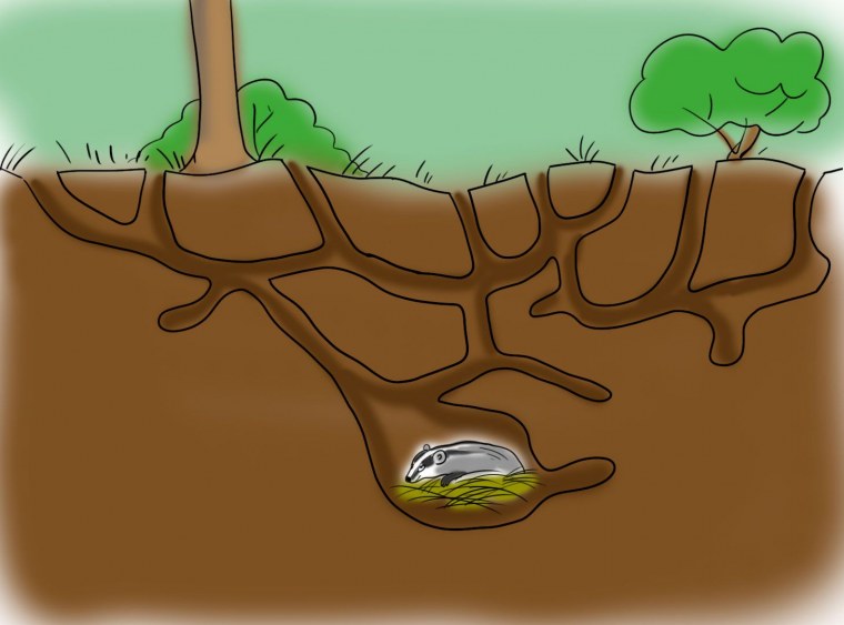 Норы диких животных