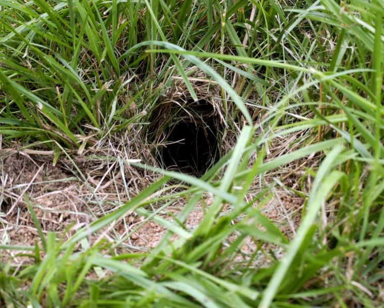 Орешниковая Соня гнездо