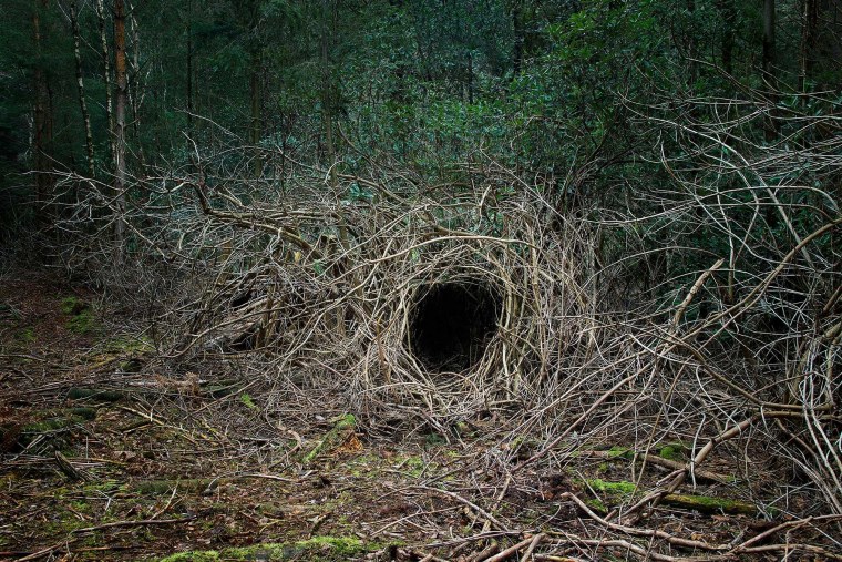 Большие Норы в лесу