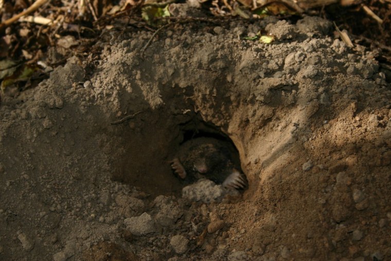 Норы в почве