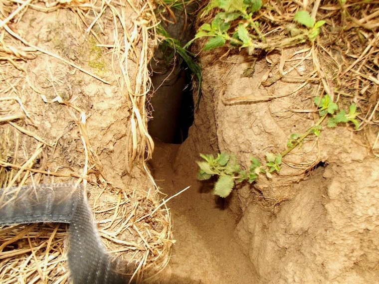 Степной сурок Байбак