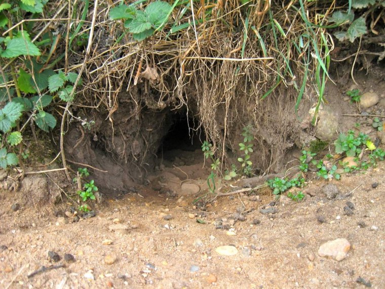 Кроличья Нора с крольчатами,