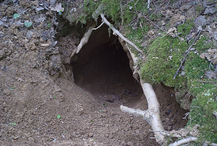 Норы медведки