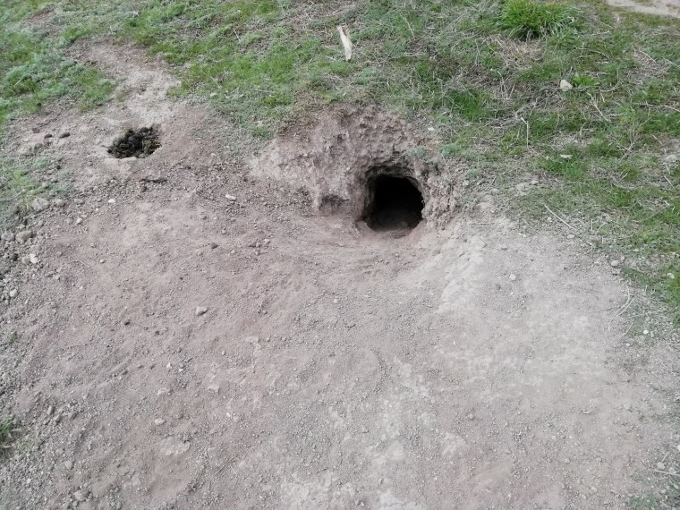 Защитная Нора