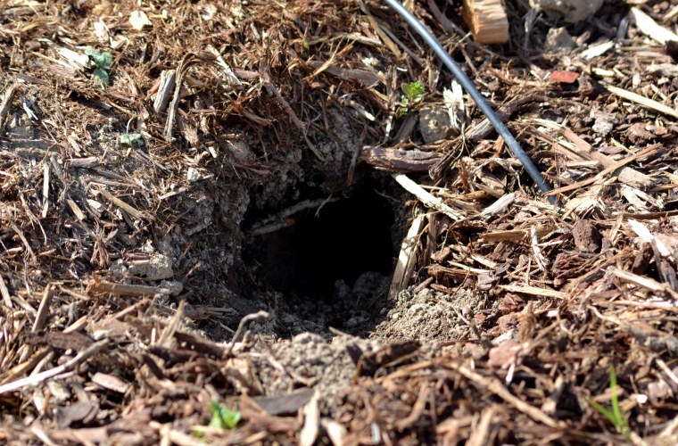 Нора кролика