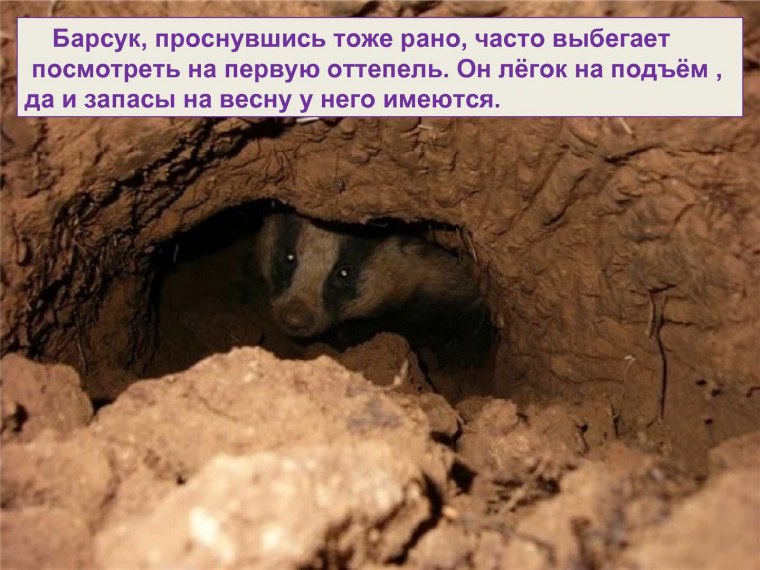 Крольчиные Норы