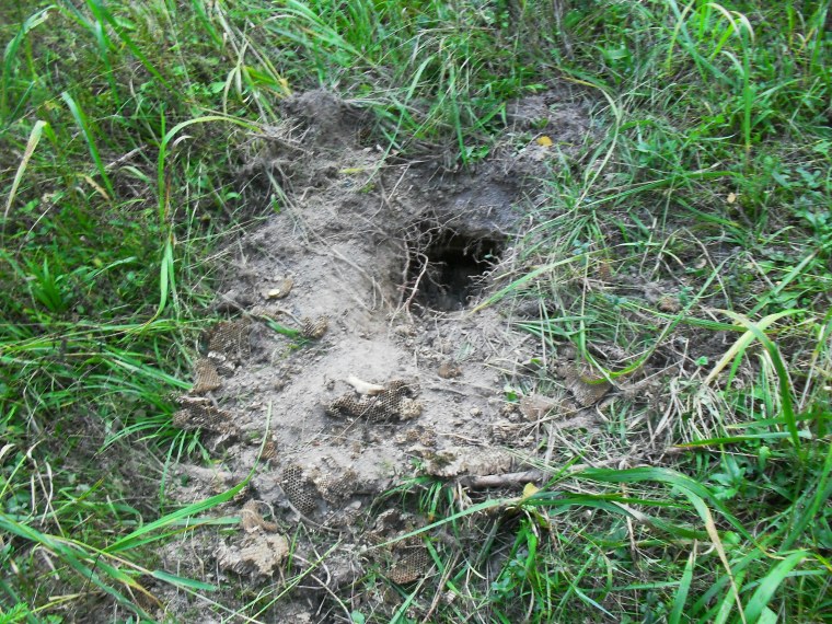 Суслик роет нору