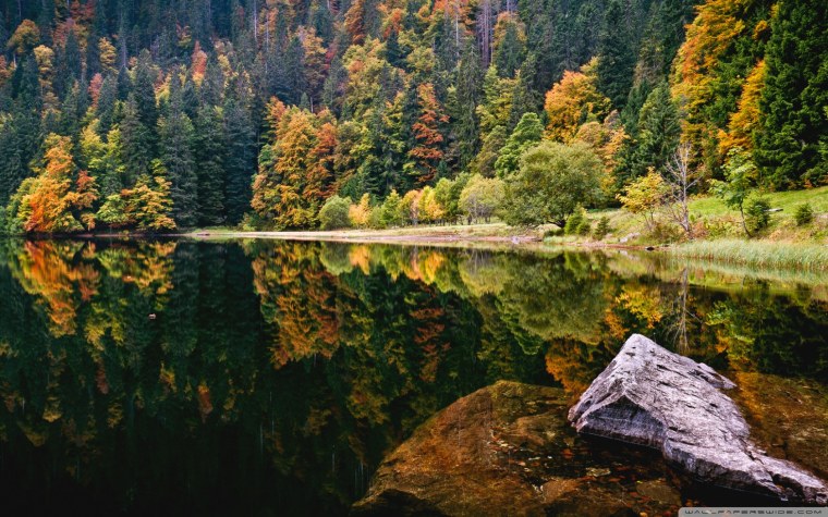 Лес Шварцвальд осенью