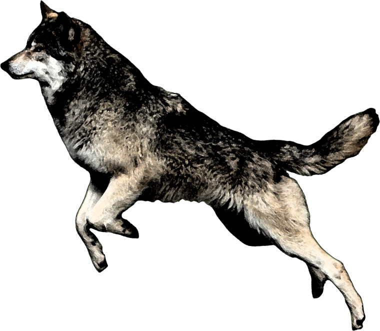 Волк сбоку полностью