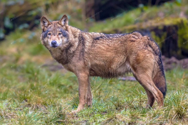 Среднерусский Лесной волк