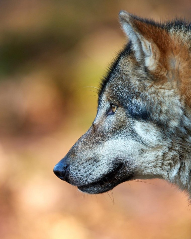 Койот + рыжий волк