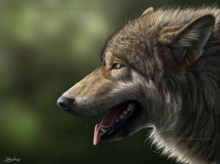 Манитобский волк