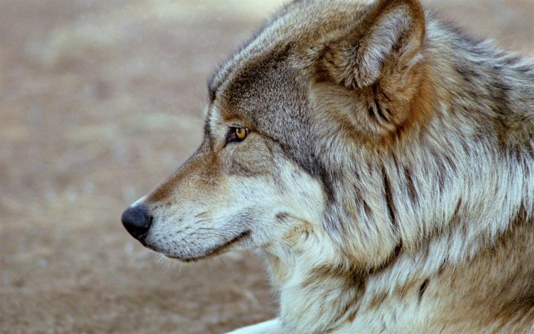 Морда волка в профиль