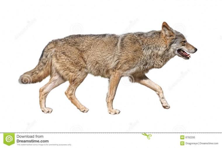 Волк canis Lupus