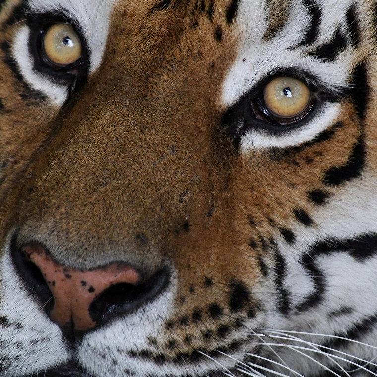 Футболка мужская с принтом оскаленный тигр